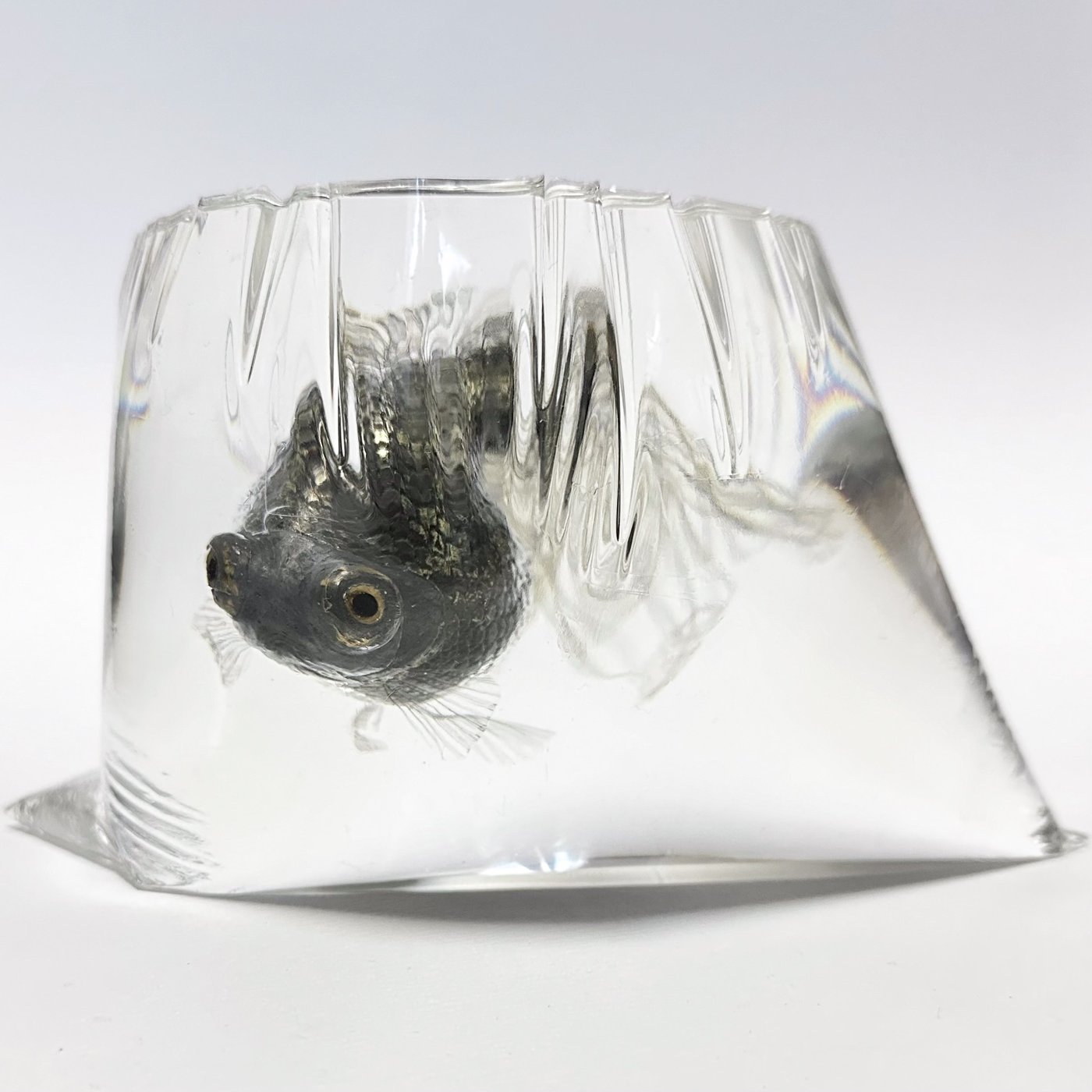 鋳金で制作した金魚の作品「黒蝶尾」