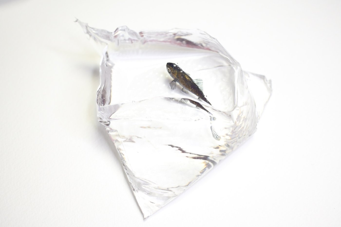 鋳金で制作した金魚の作品「黒和金」