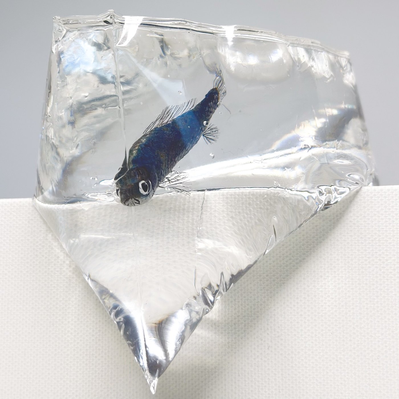 鋳金で制作した金魚の作品「青和金」