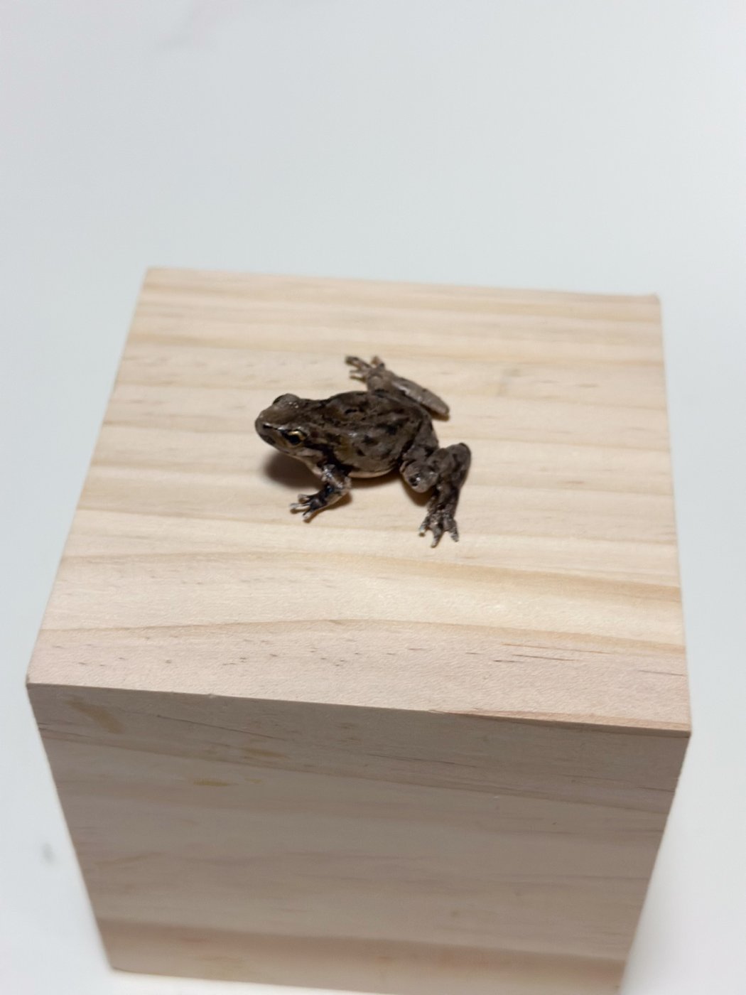 鋳金で制作したカエルの作品「茶銀雨ノ蛙」