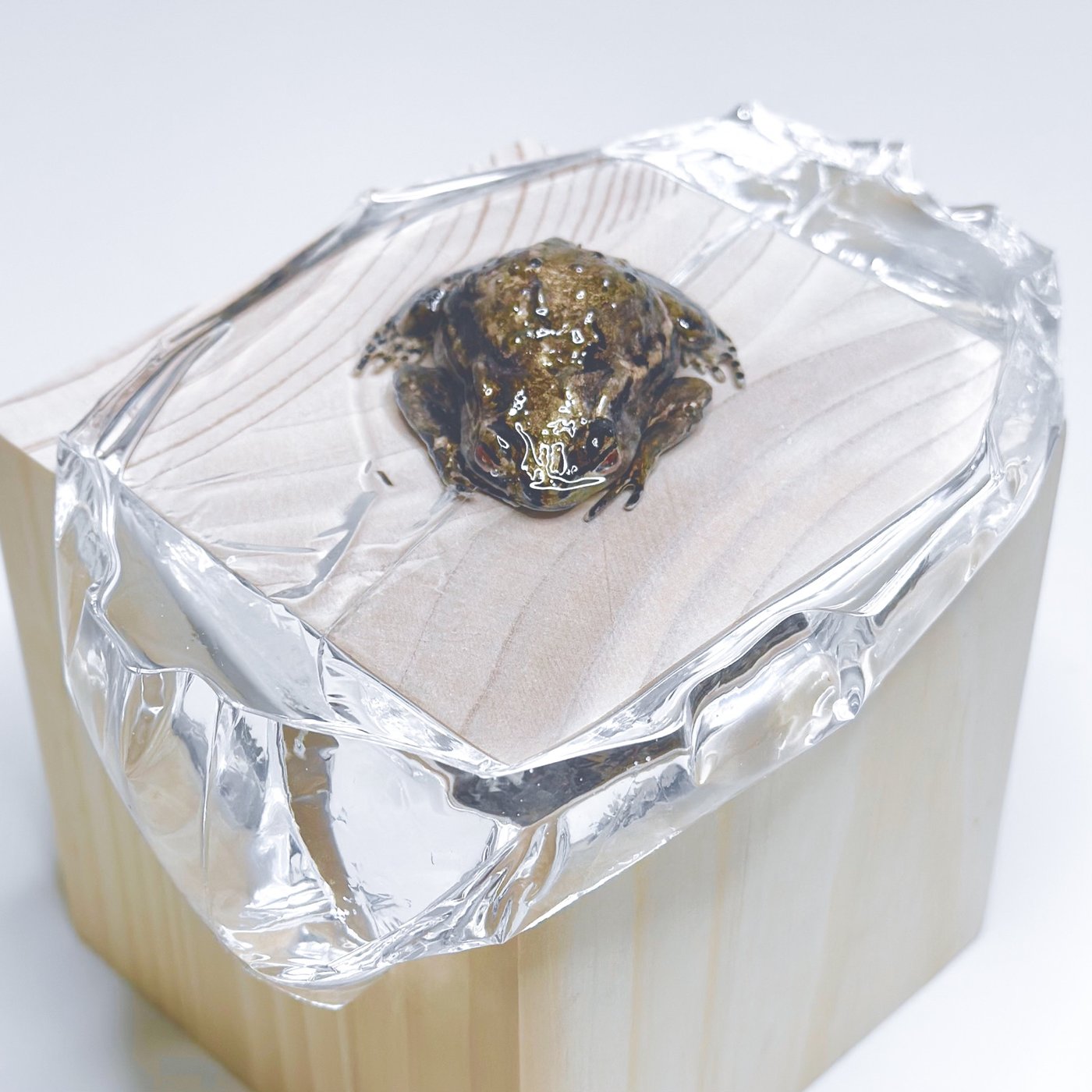 鋳金で制作したヒキガエルの作品「茶銀蟇蛙」