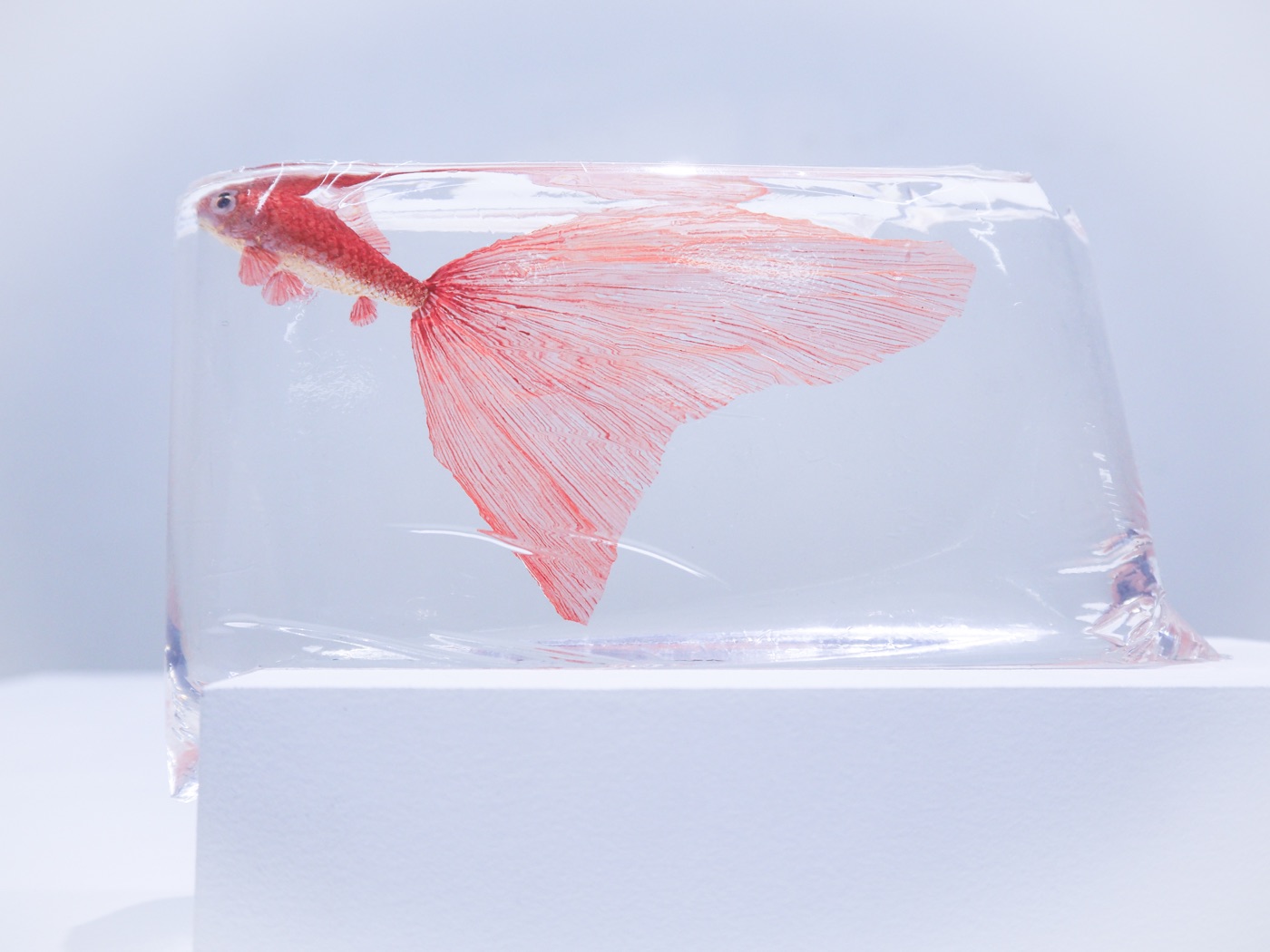 鋳金で制作した金魚の作品「三日月朱和金」