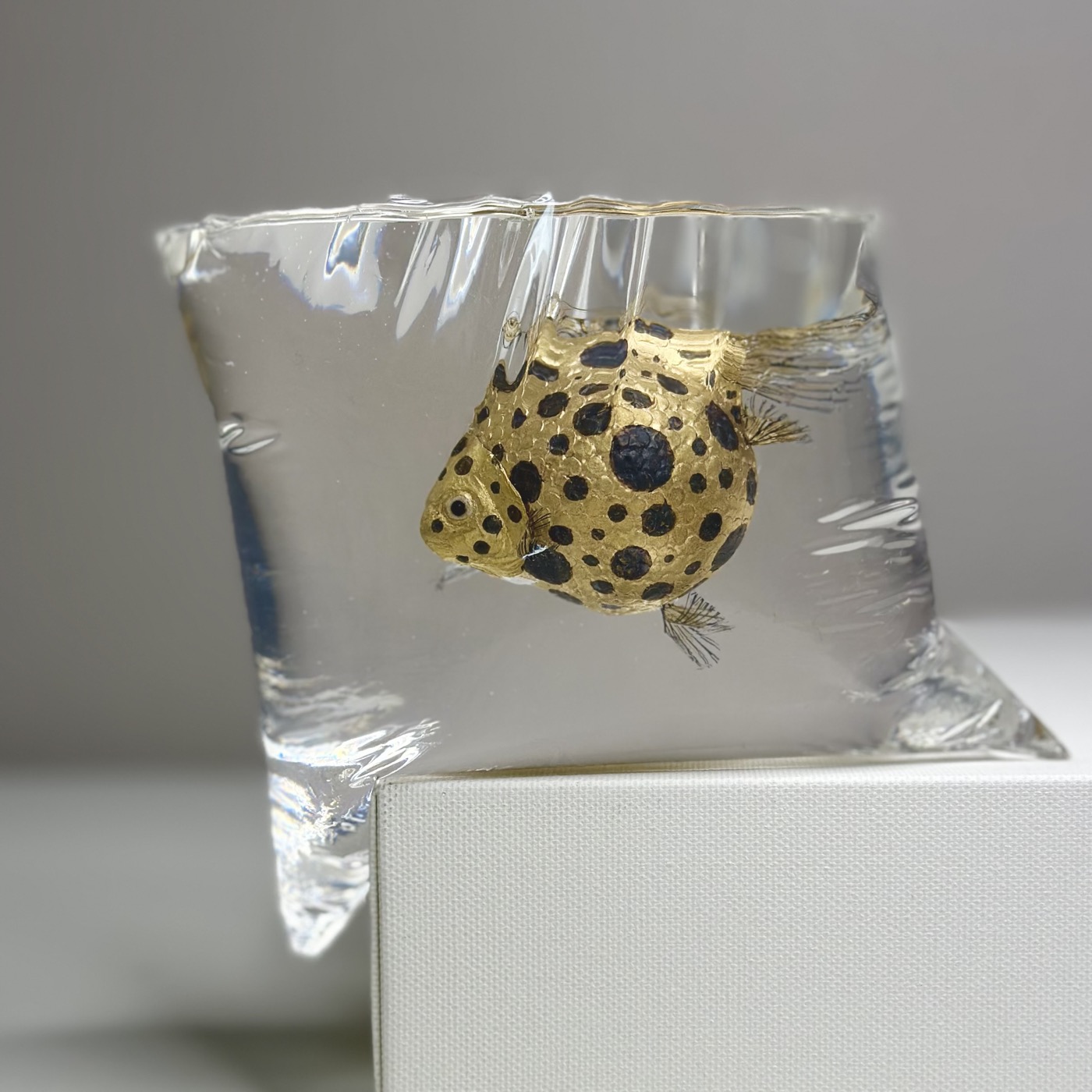 金水玉珍珠鱗 — 金と黒の水玉模様の珍珠鱗