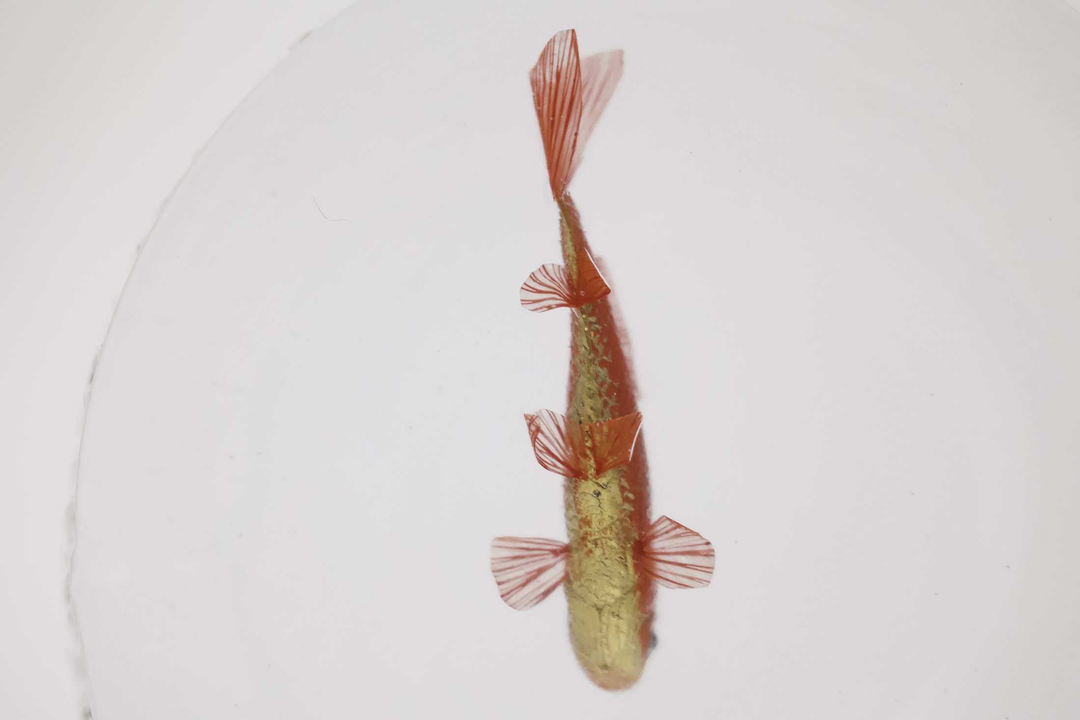 鋳金で制作した金魚作品 — 皿の上、俯瞰 | 河﨑海斗