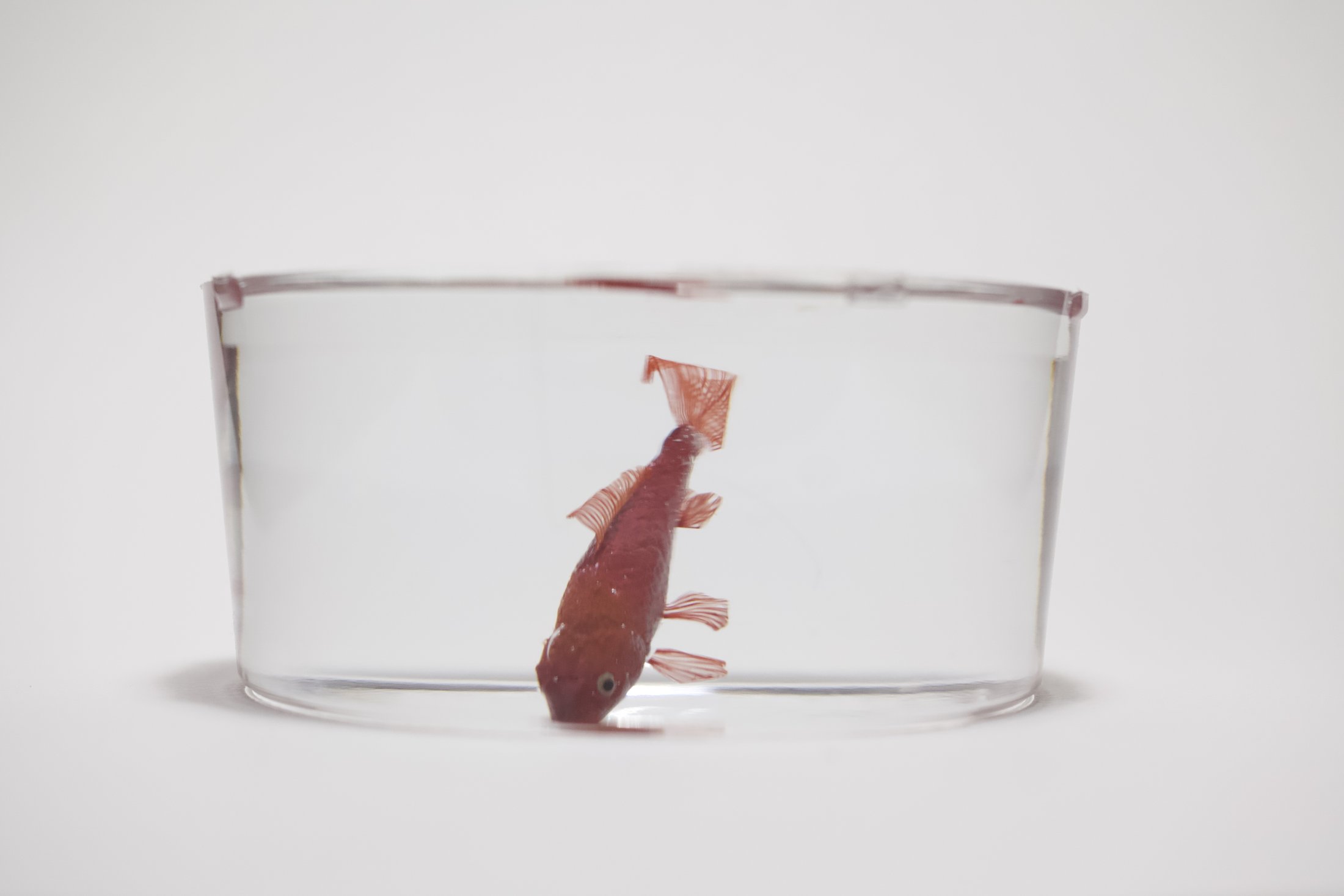 鋳金で制作した金魚作品 — 丸鉢に展示 | 河﨑海斗