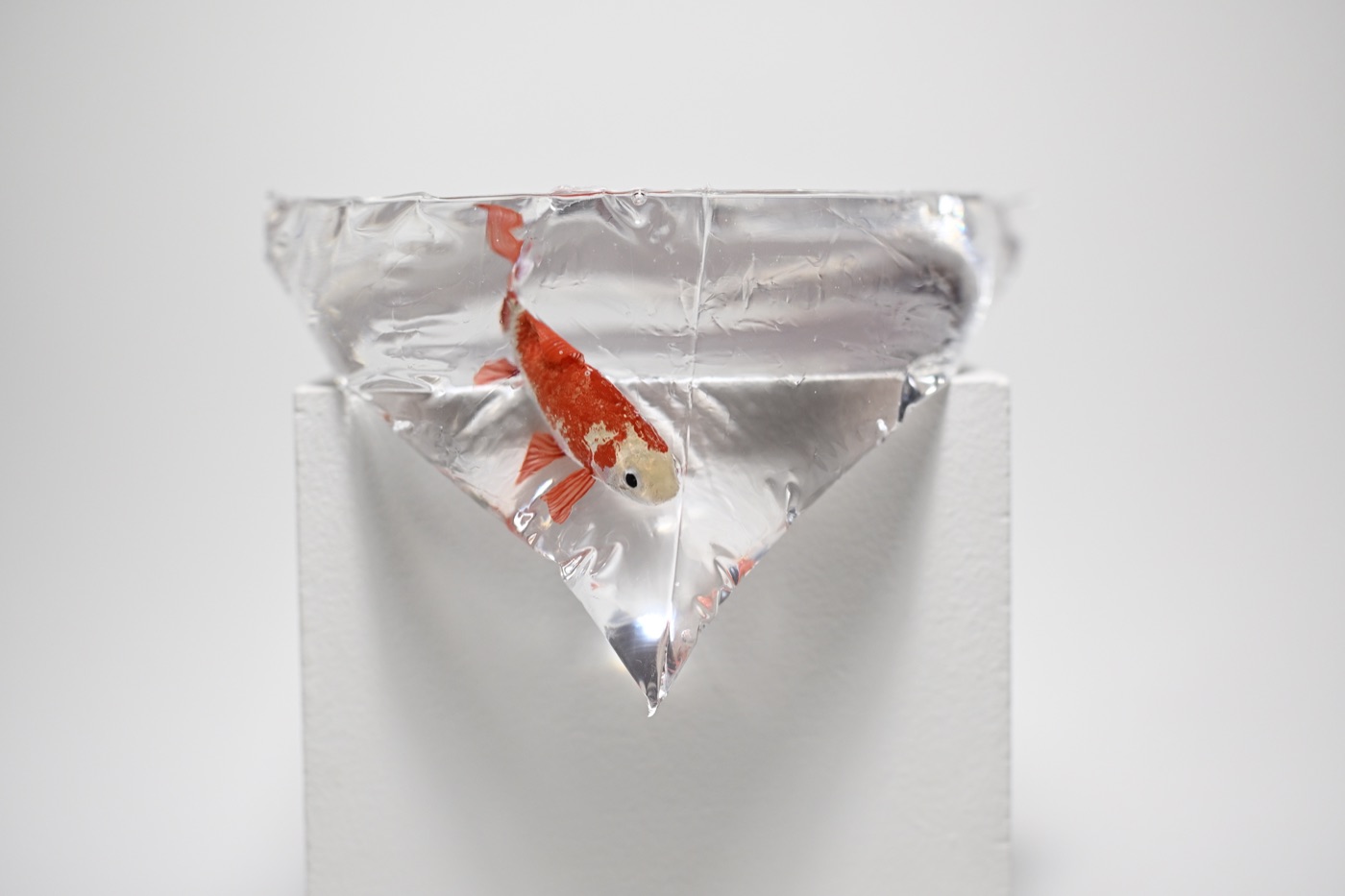 鋳金で制作した金魚の作品「紅白和金」