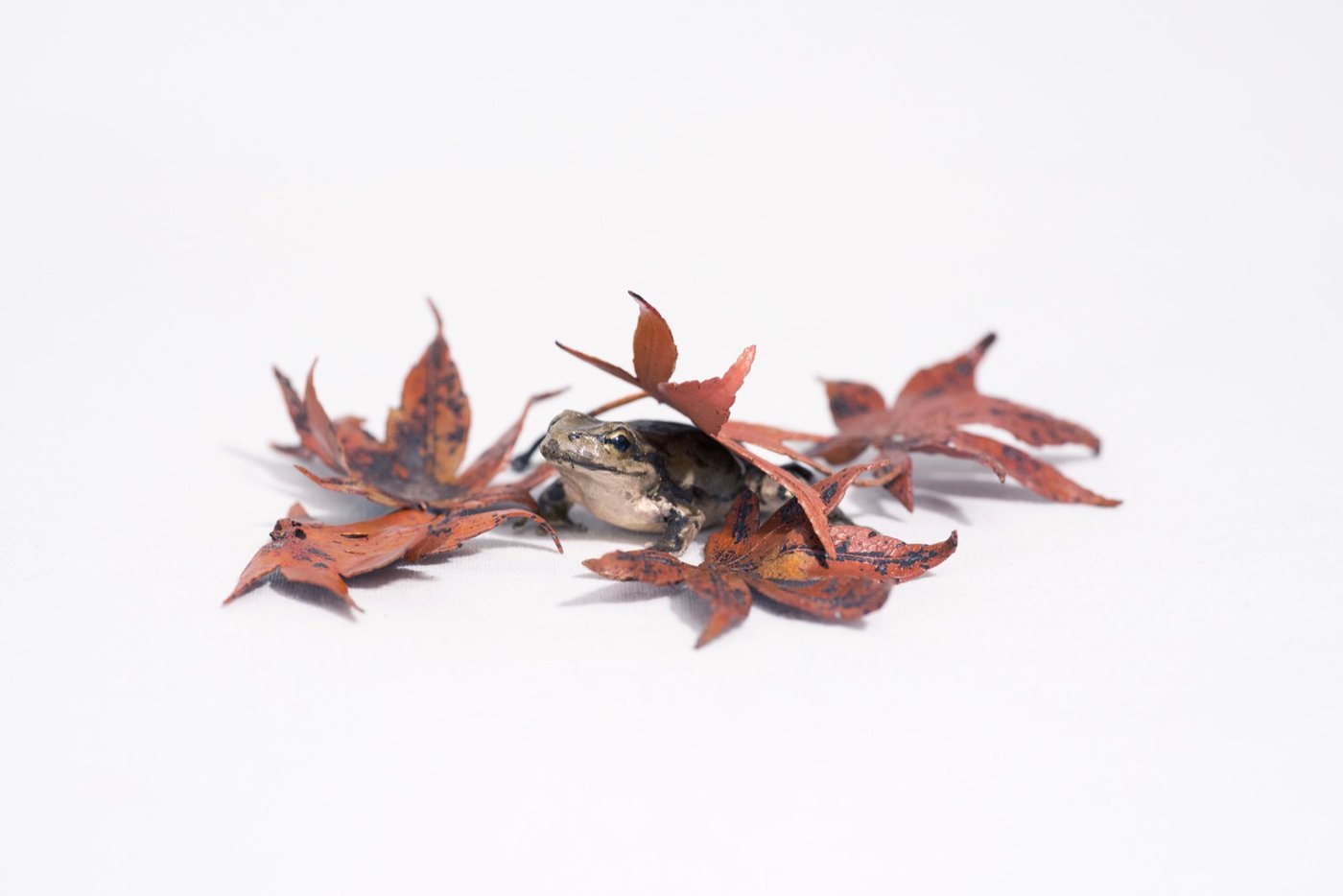 鋳金で制作したカエルと紅葉の作品「雨ノ蛙と紅葉」