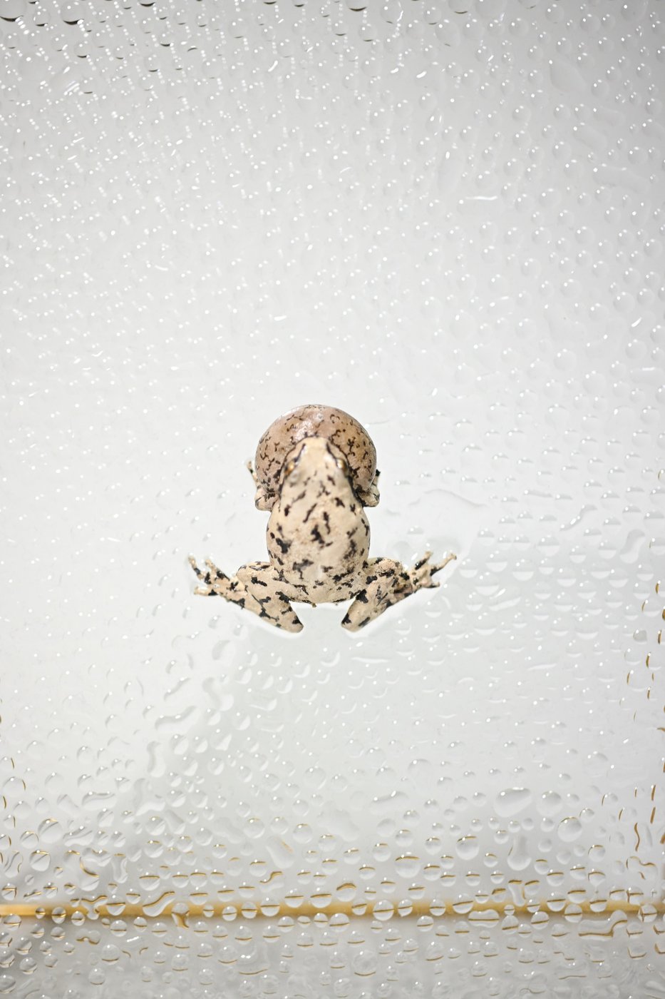 鋳金で制作したカエルの作品「雨ノ蛙「白雨」」