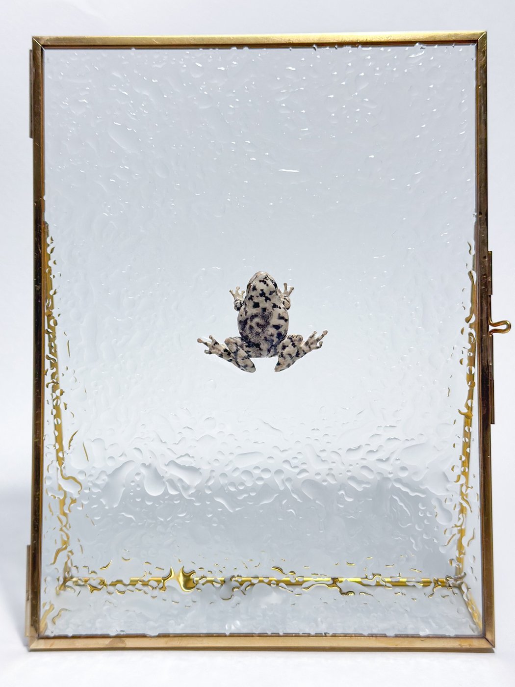 鋳金で制作したカエルの作品「雨ノ蛙「飛雨」」