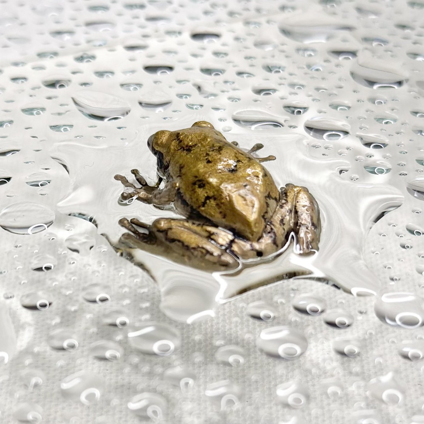 鋳金で制作したアマガエルの作品「雨粒蛙 夕立」