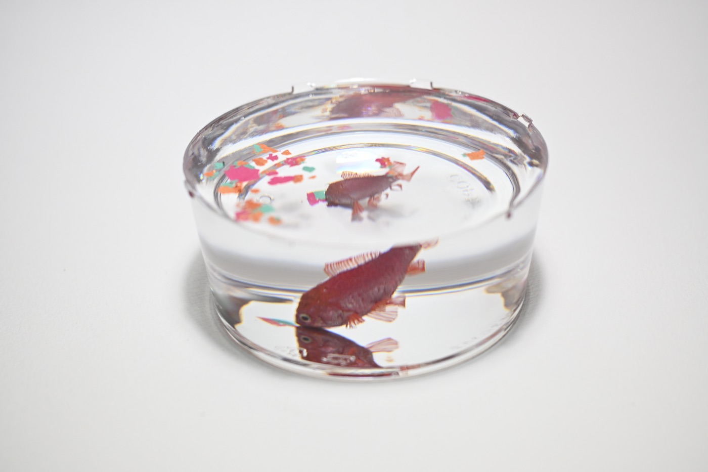 鋳金で制作した金魚の作品「緋色和金カップ餌」