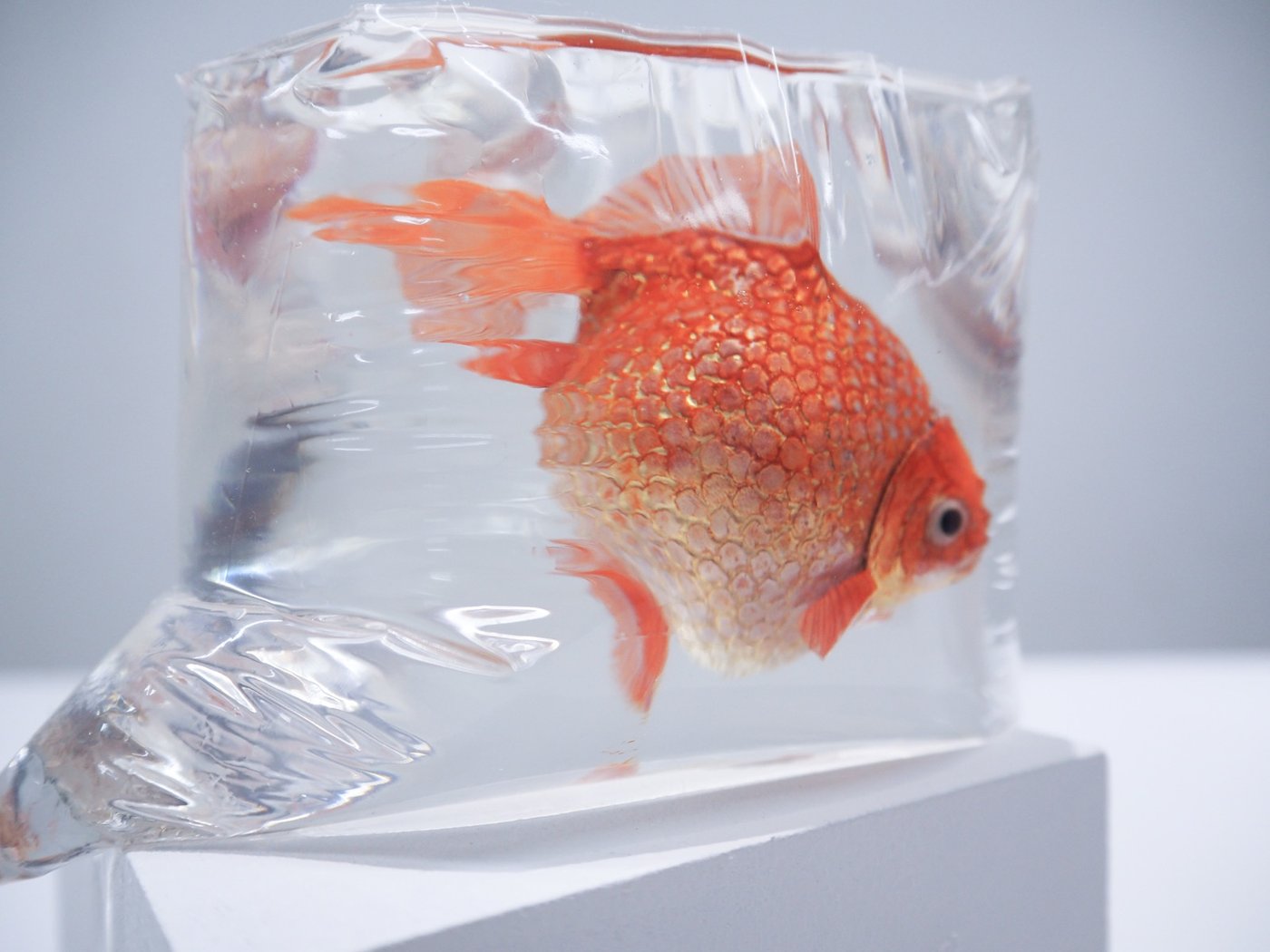 鋳金で制作した金魚の作品「朱色珍珠鱗」