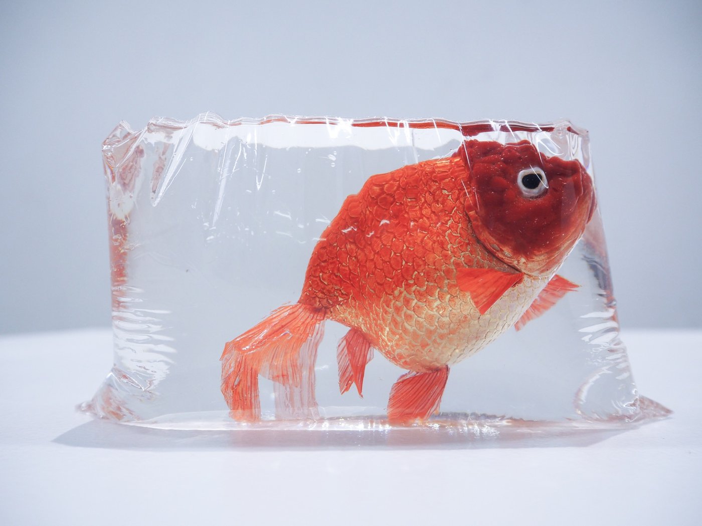鋳金で制作した金魚の作品「朱色蘭鋳」