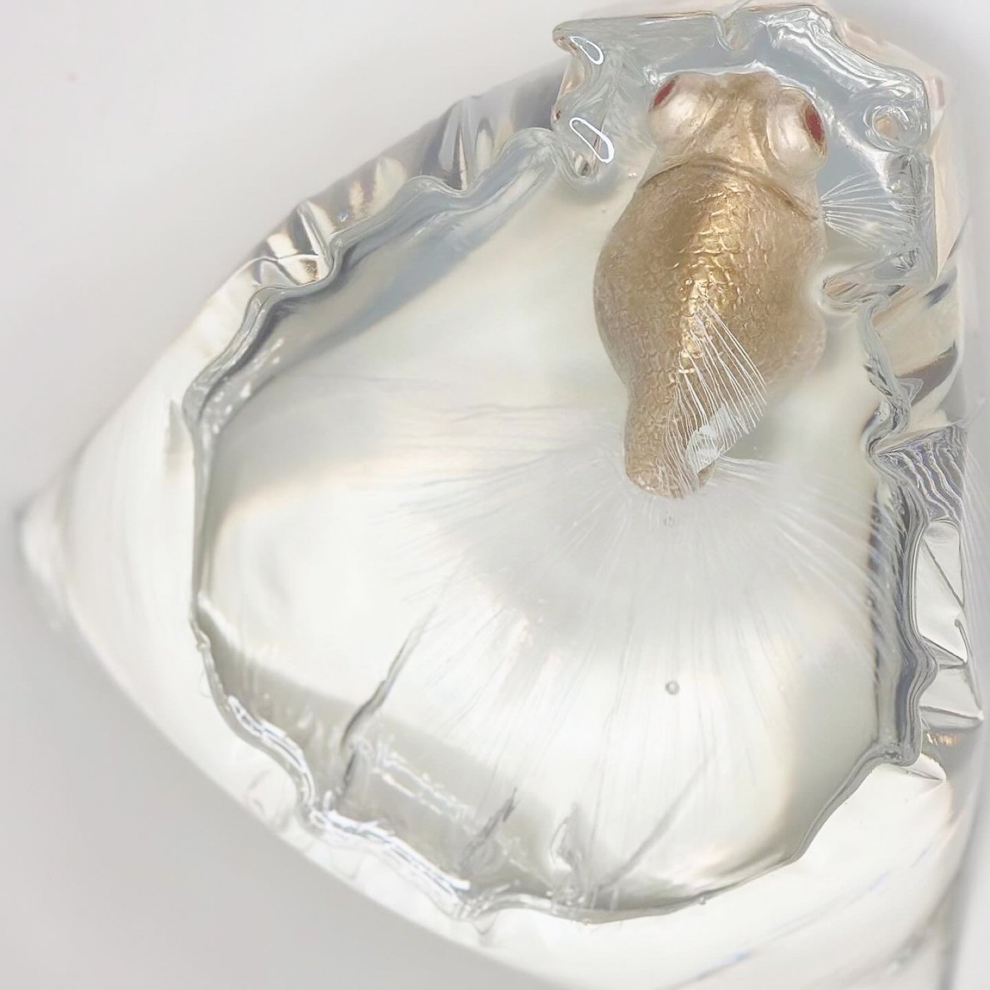 鋳金で制作した金魚の作品「白蝶尾」
